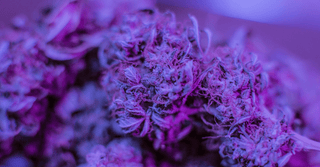 What’s The Best Fitting Cannabis Strain For You?