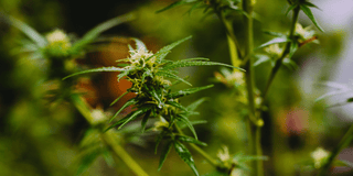 Powerful Science of Terpenes: Aromatic Compounds in Hemp and Tea