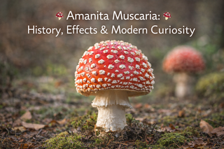Amanita Muscaria: History, Effects & Modern Curiosity