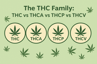 THC, THCa, THCP & THCV — Breaking Down the Differences