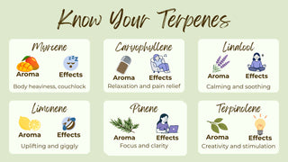 Know Your Terpenes: The Ultimate Guide to Terpene Profiles