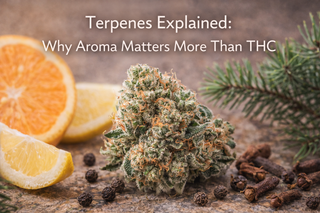 Terpenes Explained: Why Aroma Matters More Than THC