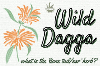 Wild Dagga: What Is Lion’s Tail Herb?