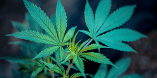 THCV: Unveiling its Nature and Potential Benefits
