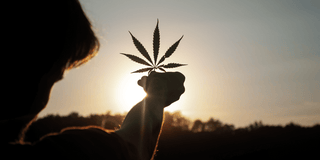 A Closer Look at the Differences Between CBD and CBG