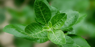 Ashwagandha: Exploring Its Benefits and Origins