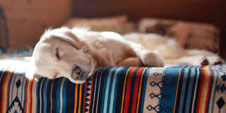 Is CBD for Dogs Safe? A Comprehensive Guide