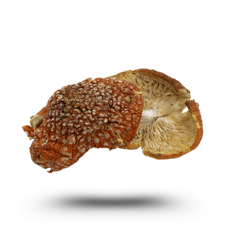 Amanita Muscaria (Dried Caps) 5g