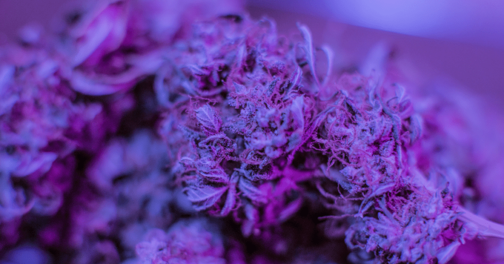 What’s The Best Fitting Cannabis Strain For You (1)